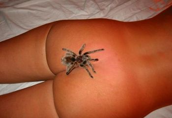 Meine Spinne- My Spider