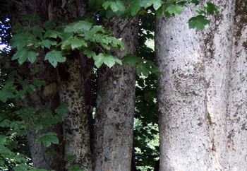 Cinthya In The Wood