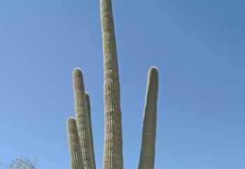 Hiking in Phoenix