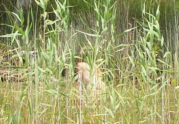 Caught In The Reeds Pt. 1