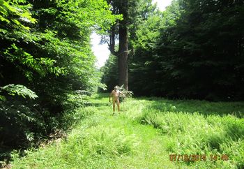 Big Hemlock