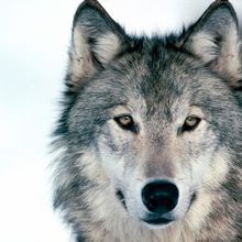 wolfrunner64
