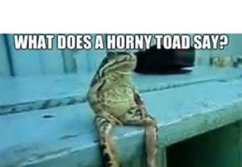 horny toad