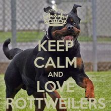 mrrottweiler